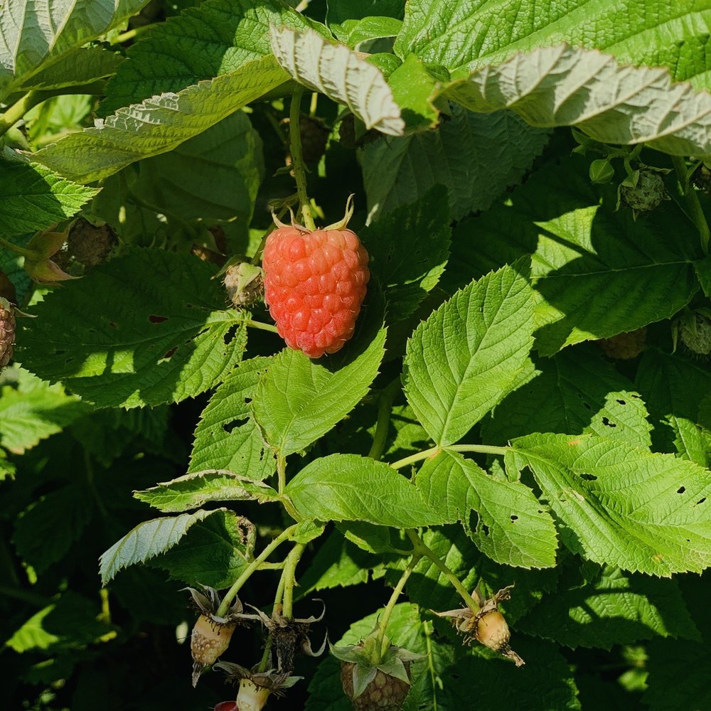 Phillips Farms - Raspberry - Farmers Market Near Me - Milford, New Jersey Phillips Farms - Raspberry - Farmers Market Near Me - Milford, New Jersey