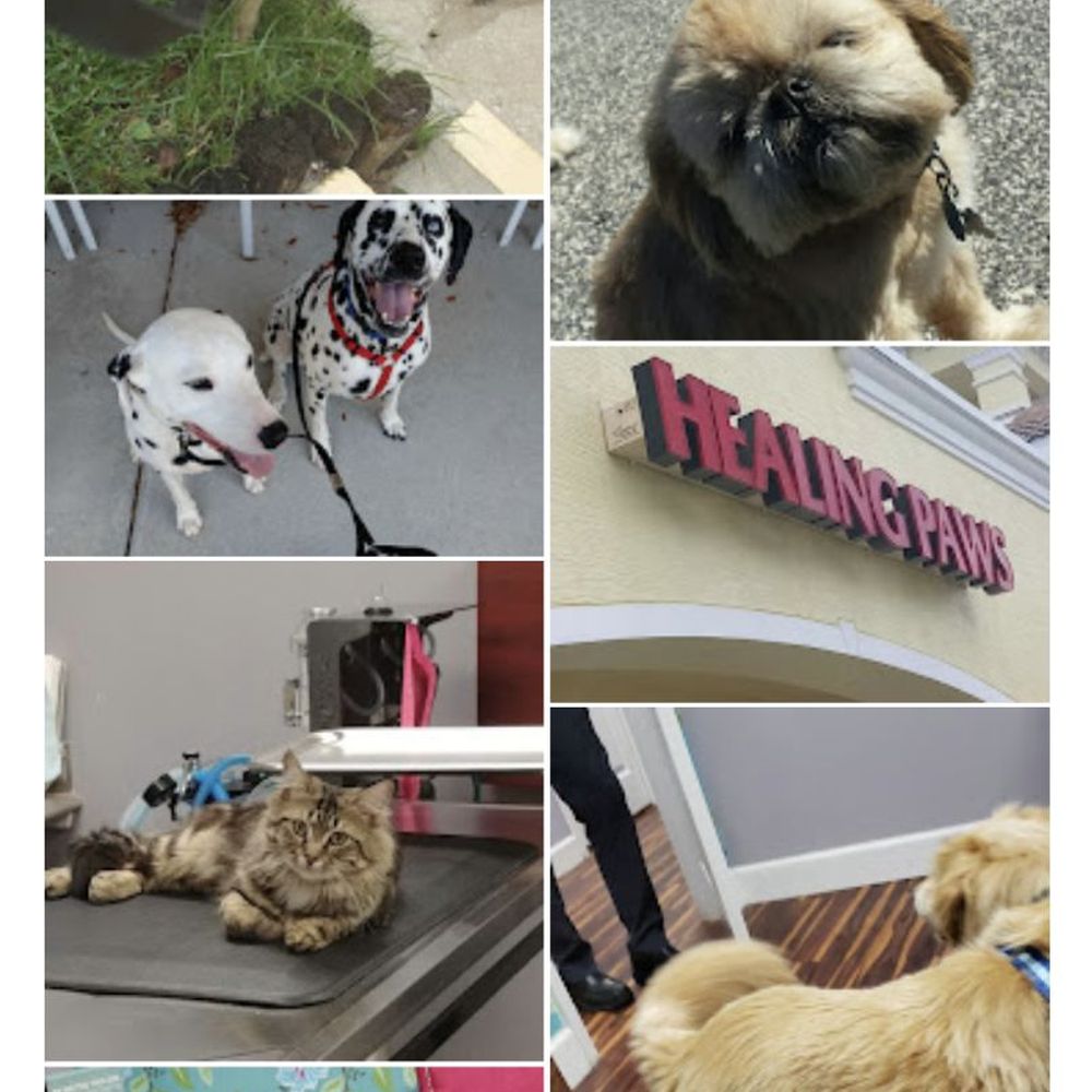 Save the Animals Store - My boy Auggie is top right - Thrift Stores Near Me - Port Orange, Florida