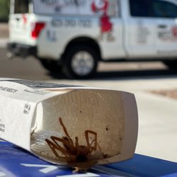 Our glueboards catch a variety of insects!