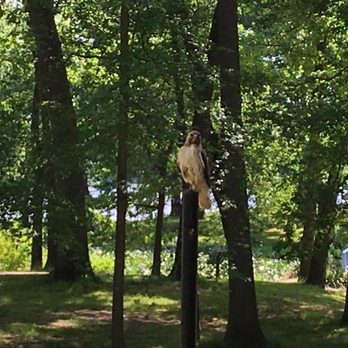 Wingfoot Lake State Park - Bird - Parks Near Me - Mogadore, Ohio Wingfoot Lake State Park - Bird - Parks Near Me - Mogadore, Ohio