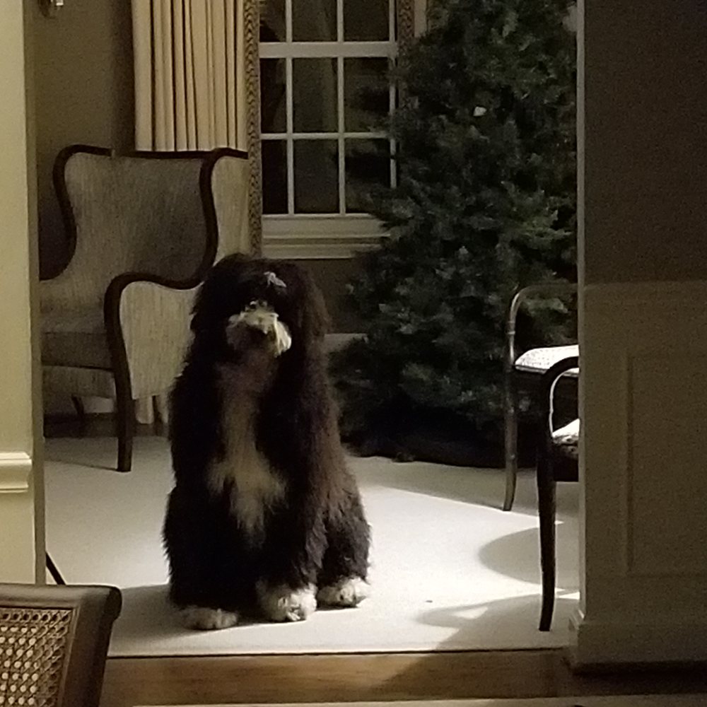 Winston 10 months old. Winston 10 months old.