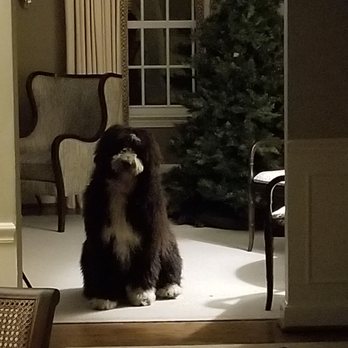 Unleashed Abilities - Winston 10 months old. - Pet Training Near Me