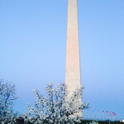 Cherry Blossom Ten Mile Run - Cherry blossom not quite bloomed at time of the race.