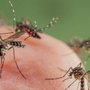Photo of Capitol Mosquito Control