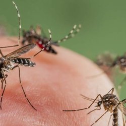 Capitol Mosquito Control - These pesky bugs carry dangerous diseases such as West Nile, Zika, and Malaria.
