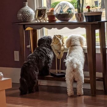 Second Best Friend Pet Sitting - Good little guard dogs! - Pet Sitting Near Me Second Best Friend Pet Sitting - Good little guard dogs! - Pet Sitting Near Me