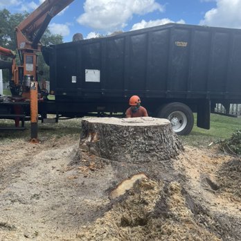 Troyer Tree Service - Troyer Tree Service. Tree stump removal - Landscaping Near Me - Sarasota, Florida Troyer Tree Service - Troyer Tree Service. Tree stump removal - Landscaping Near Me - Sarasota, Florida
