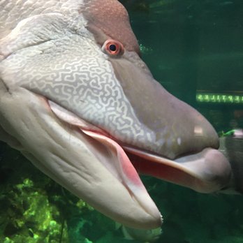 Shedd Aquarium - Yikes! - Aquariums Near Me - Chicago, Illinois