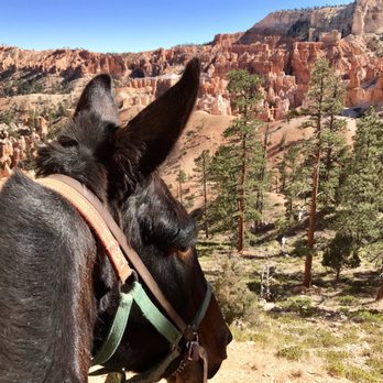 Canyon Trail Rides - Horseback Riding Near Me - Tropic, Utah Canyon Trail Rides - Horseback Riding Near Me - Tropic, Utah