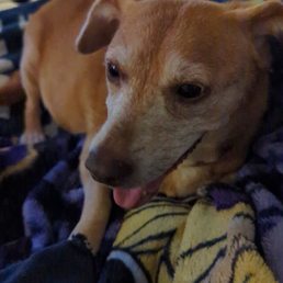 Daisy
