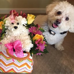 Doggie gift basket that was created to look like my Bichon Doggie gift basket that was created to look like my Bichon