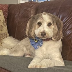 Paws and Claws Grooming - Archie!