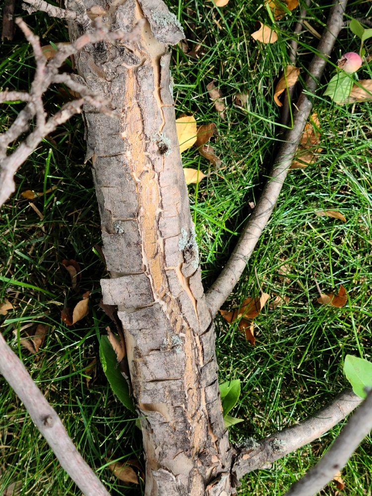 Walts Tree Service - tree service in Fargo, ND