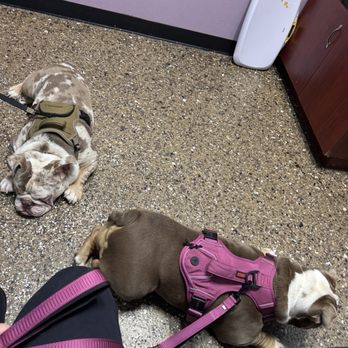 Pet Check Engine Animal Hospital - Bulldogs - Veterinarians Near Me - Palmdale, California