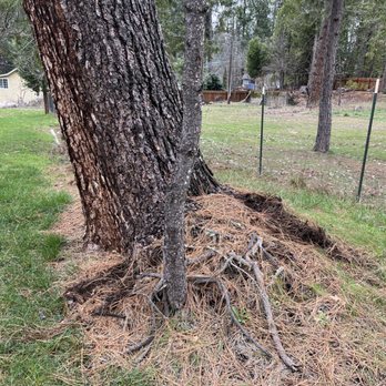 LEAF Tree Care - Tree Services Near Me
