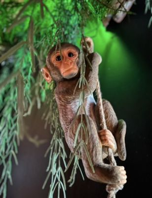 Amazonia by null