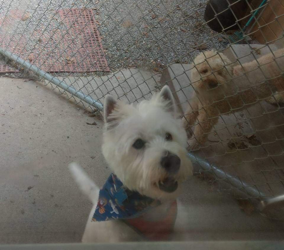 MICHELLE LEE’S FREELANCE PET GROOMING Request an Appointment