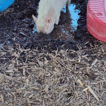 Kindred Spirits Care Farm - Martha again! - Animal Shelters Near Me - Chatsworth, California Kindred Spirits Care Farm - Martha again! - Animal Shelters Near Me - Chatsworth, California