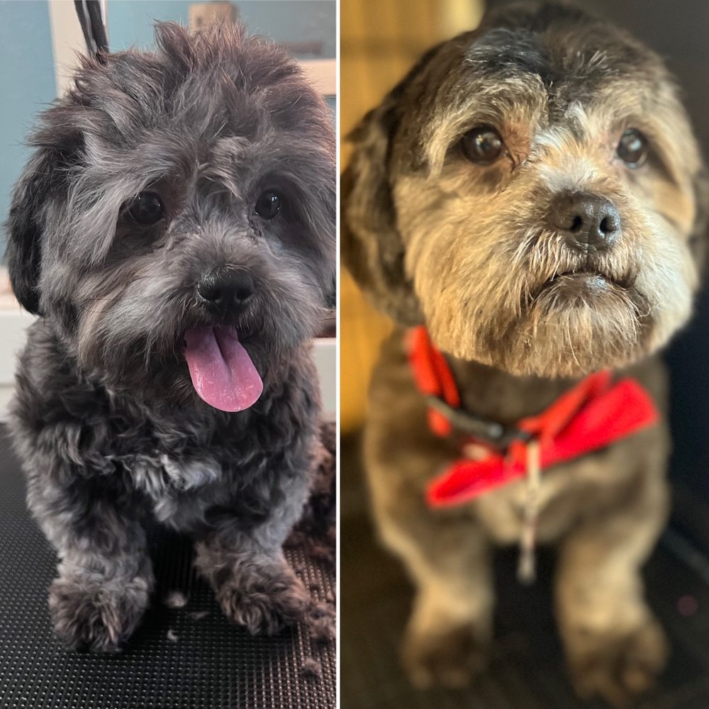 HAPPY PAWS PET GROOMING Updated October 2024 72 Photos 8420 El