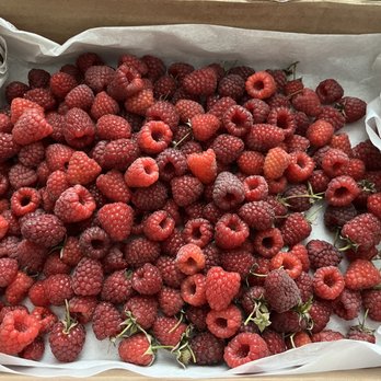 Boring Farm - Raspberries - Pick Your Own Farms Near Me - Sebastopol, California