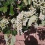 Photo of Luz del Cielo Vineyard