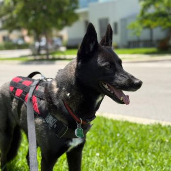 iDog Academy - Pet Training Near Me - Miami, Florida iDog Academy - Pet Training Near Me - Miami, Florida