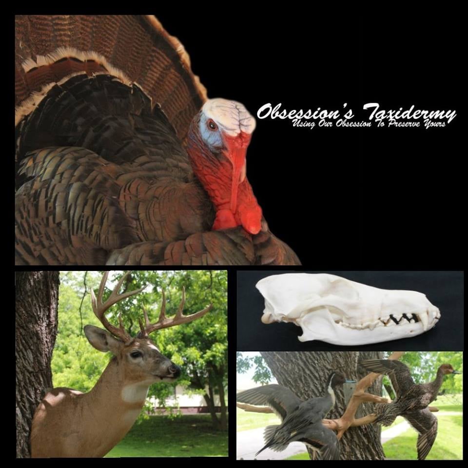 Obsession's Taxidermy - taxidermy in Kaw City, OK