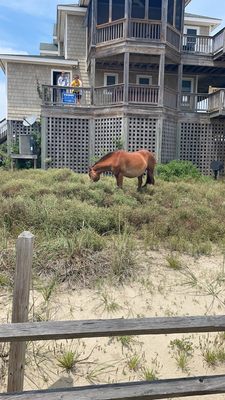 Corolla Wild Horse Tours by null