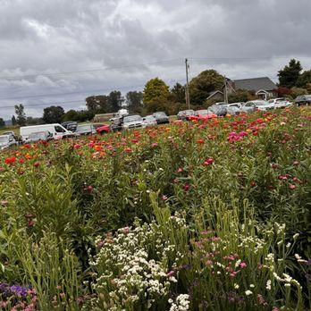 Bailey Family Farm - Pick Your Own Farms Near Me - Snohomish, Washington