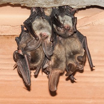 Total Pest Services - Bats in the attic? We can help! - Wildlife Control Near Me