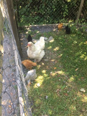 Ballenberg, Swiss Open-Air Museum by null