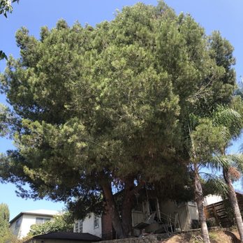A&J Tree - Before: our monstrously bushy pine tree - Tree Services Near Me