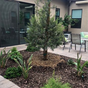 Moon Valley Nurseries - New mastic tree in courtyard with various shrubs - Nurseries & Gardening Near Me - Chandler, Arizona