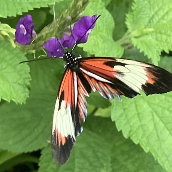 Butterfly World - Botanical Gardens Near Me - Coconut Creek, Florida