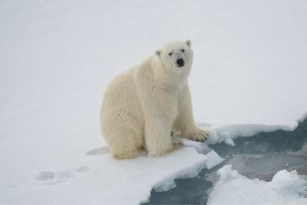 Lindblad Expeditions by null