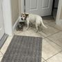 Photo of The Good Doggo & Co Pet Sitting and Dog Walking