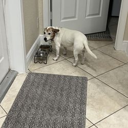 The Good Doggo & Co Pet Sitting and Dog Walking - Lexie having dinner