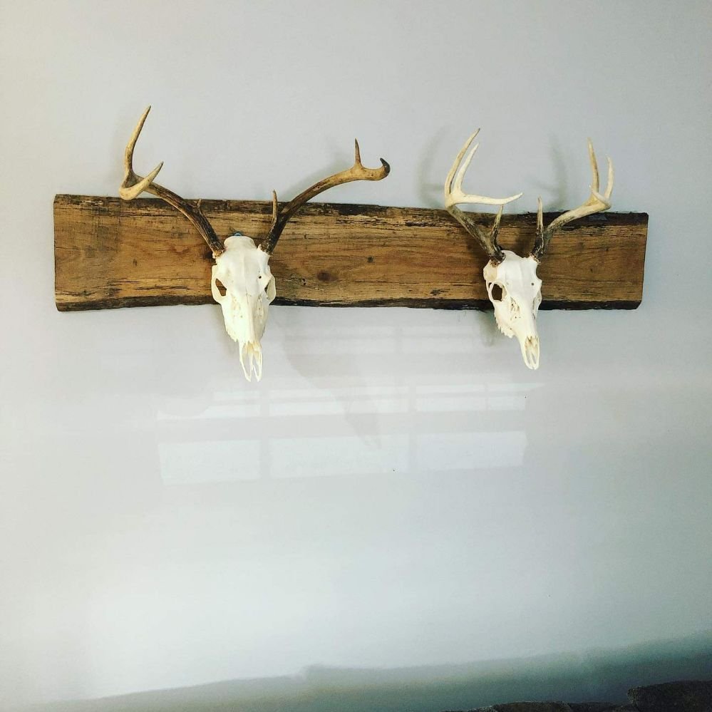 Crazey European Mounts - taxidermy in Manassas, VA