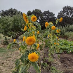 Sonoma Garden Park - Teddy Bear sunflowers
