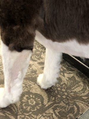 Dogma Grooming + Pet Needs by null