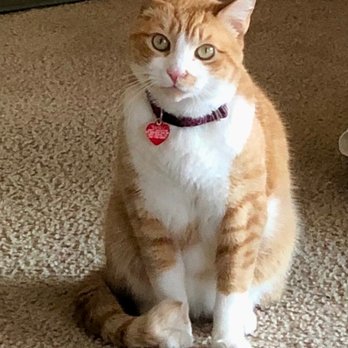 Pet Waggin' Pet Care - Saigo is ready for some loving from his sitter. - Dog Walkers Near Me Pet Waggin' Pet Care - Saigo is ready for some loving from his sitter. - Dog Walkers Near Me