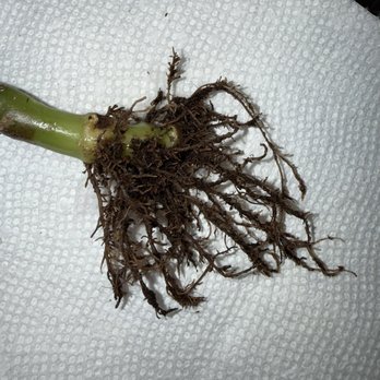 Red Square Flowers - Root Rot - Florists Near Me - Madison, Wisconsin