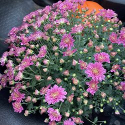 Meadows Farms Nurseries - Massaponax - Thank you Emma & Matthew ;-).
