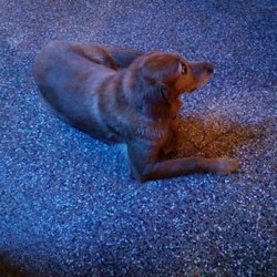 Z place 2 Be - Friendly dog
