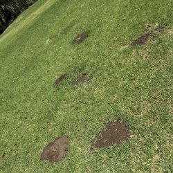 There are often gofer holes & filled in mounds of dirt