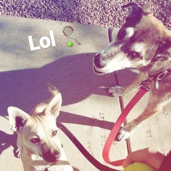 Burton and Dogs - Dog Walkers Near Me - Tempe, Arizona