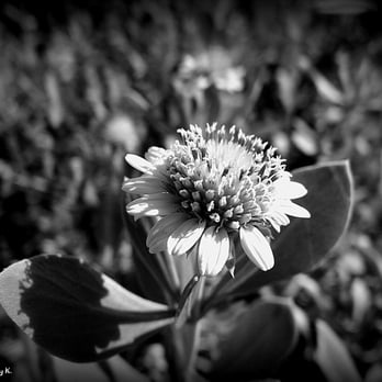 South Pointe Park - Dune Daisy. - Parks Near Me - Miami Beach, Florida