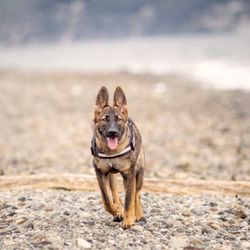 Von Tore K9.com