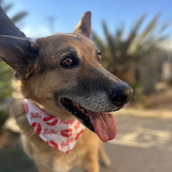 Paw Troopers - Dog Walkers Near Me - Riverside, California Paw Troopers - Dog Walkers Near Me - Riverside, California