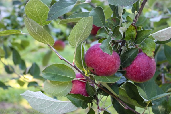 Wilklow Orchards by null